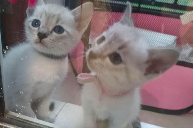 The Irresistible Allure of a Clingy Siamese: Lessons from My Roommate’s Cat