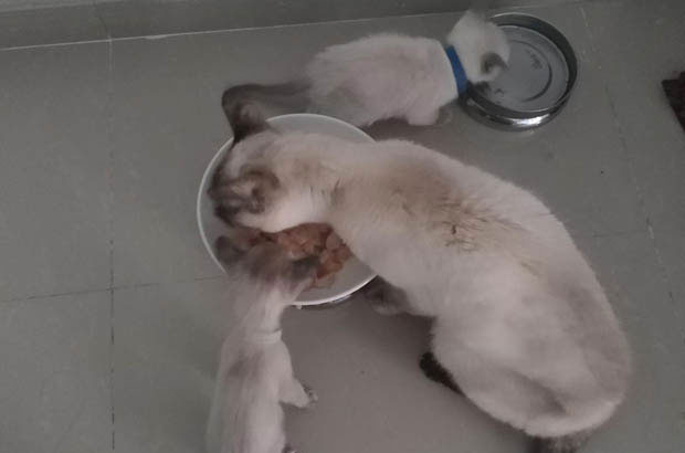 The Fearless Little Furball: My Adorable Siamese Kitten