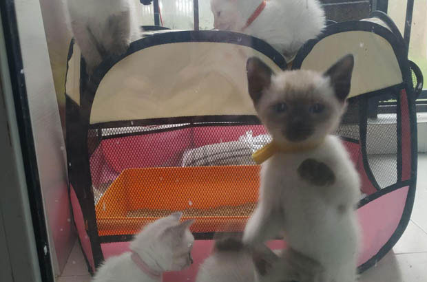 The Chaotic and Adorable World of My Siamese Cats