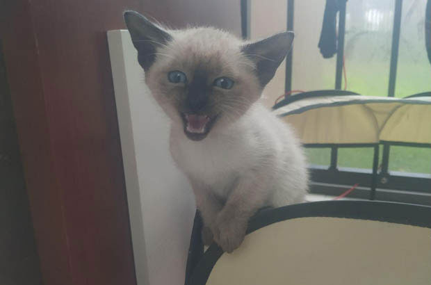 My Three-Month-Old Siamese: A Bundle of Adorable Chaos
