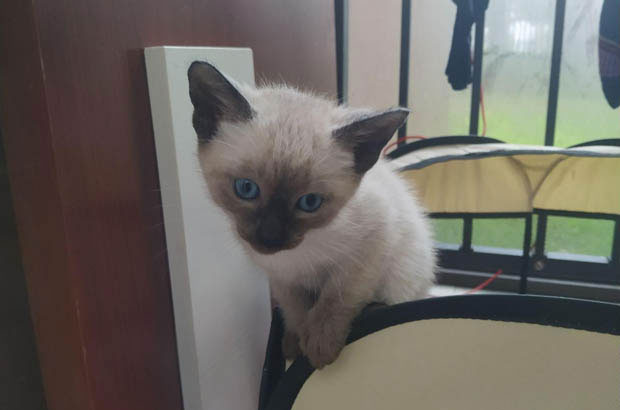 My Chaotic Yet Adorable Siamese: A Rollercoaster of Emotions