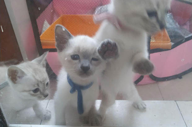 My Siamese: More Dog Than Cat – A Journey of Chaos and Cuddles