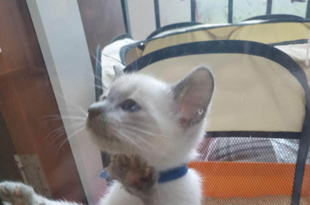 My Vibrant Siamese: A Bundle of Energy, Affection, and Quirks