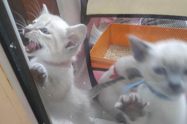 My Quirky Siamese: A Bundle of Endearing Contradictions
