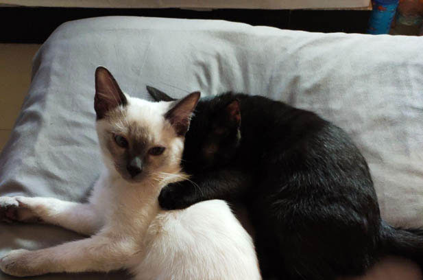 The Unconventional Adventure: Walking a Siamese Cat