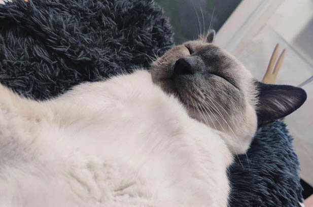 My Royal Troublemaker: The Diva Siamese with a Heart of Gold