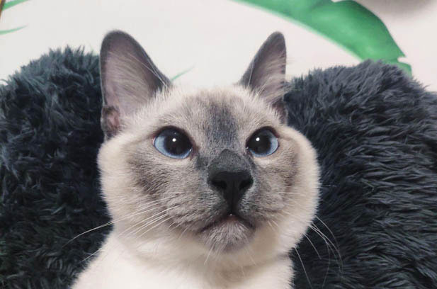 The Love-Hate Affair with My Energetic Siamese