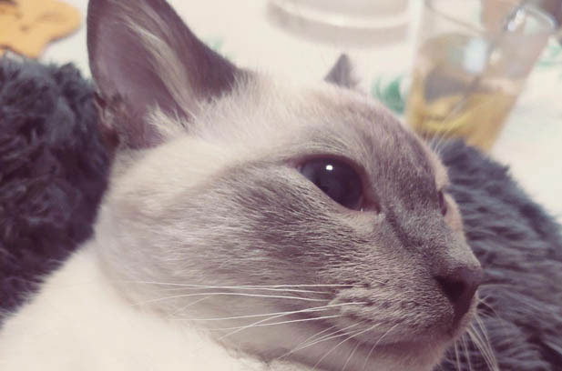 Chocolate: The Siamese Cat Who Stole My Heart