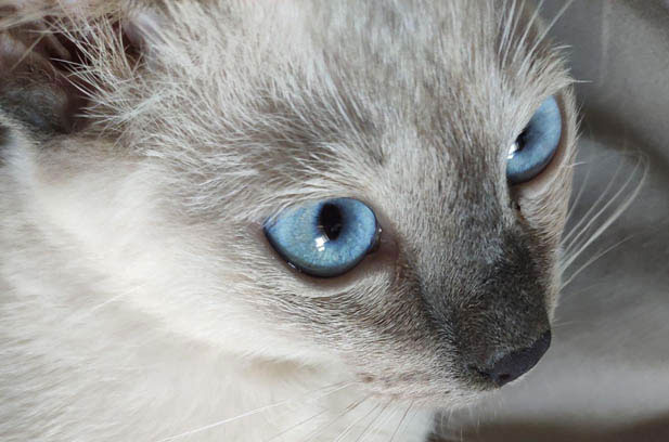 Carbon: My Blue-Eyed Siamese Dynamo