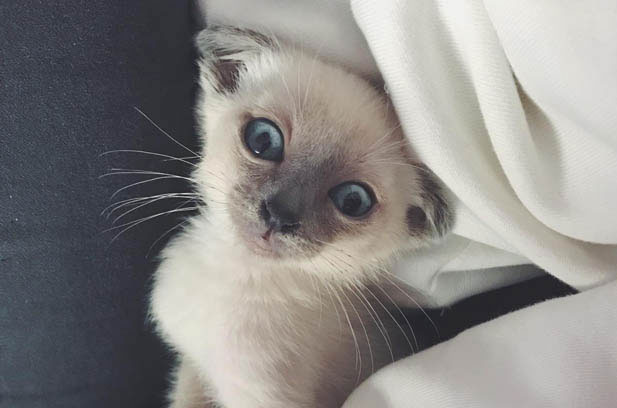 The Dark Side of “Affordable” Cat Adoption: My Eye-Opening Experience with Siamese Cat Scams