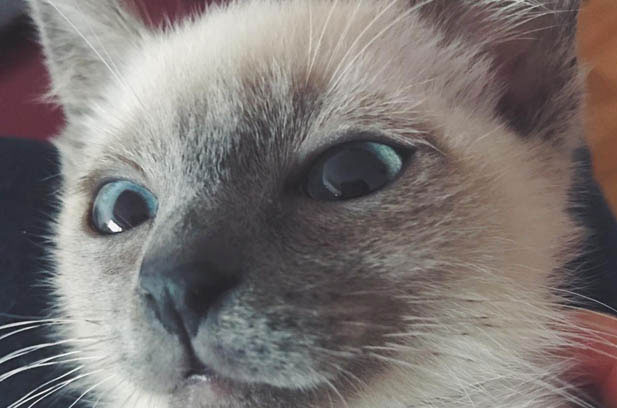 The Lucky Find: My 166-Yuan Siamese and Our Unbreakable Bond