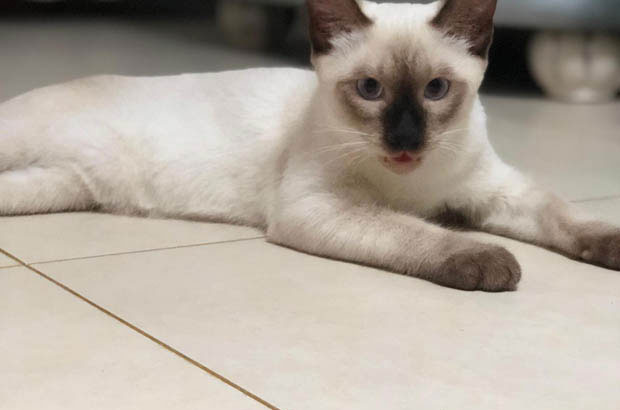 The Adventures of Duoduo: From Limping Kitten to Beloved Family Member