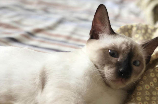 The Story of My Seal Point Siamese: A College Adventure