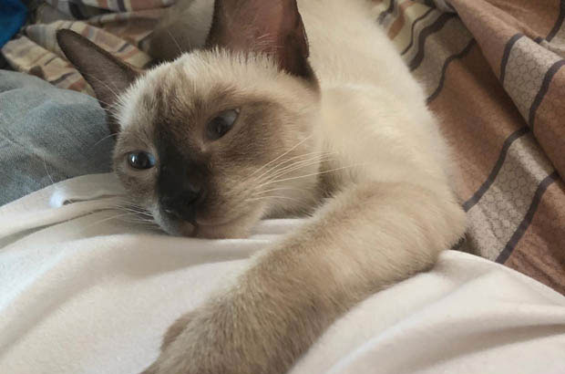 Bei Jiang: My Beloved Siamese and the Lessons of Imperfect Love