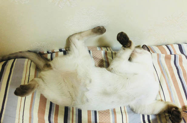 Little Steamed Roll: My Adorable Siamese Companion