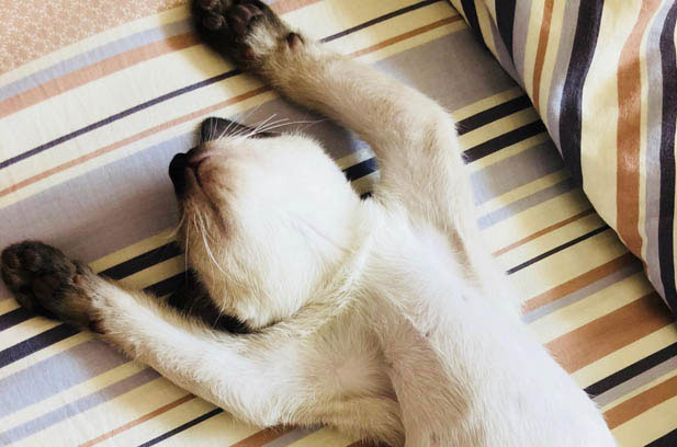 Mei Qiu: My Thoughtfully Chosen Siamese Companion