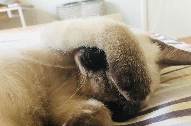 My Seal Point Siamese: Priceless Beyond the Price Tag