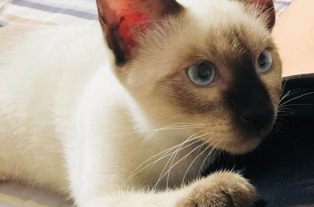 Scallion: My 450-Yuan Siamese and the Art of Mindful Adoption