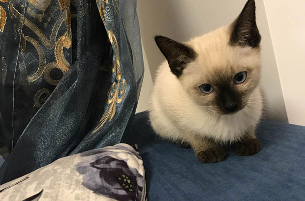 My Backyard Siamese: A Lesson in Love Beyond Pedigree
