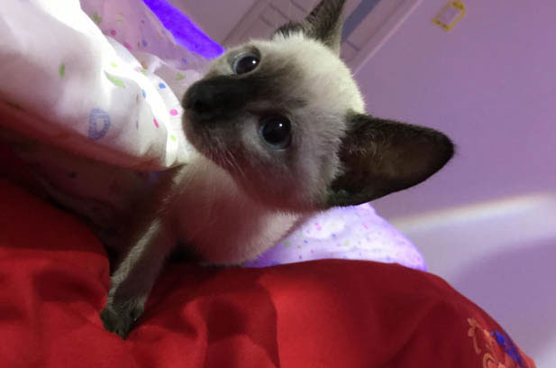 Decoding the Secrets of Responsible Cat Adoption: Beyond the Price Tag
