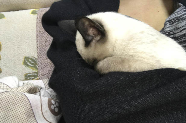 My Adorable Mosaic: A Siamese-British Shorthair Mix