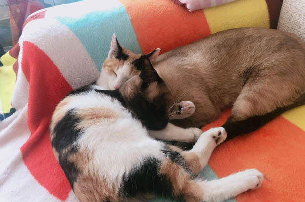 My Elfin Feline: Love at First Sight