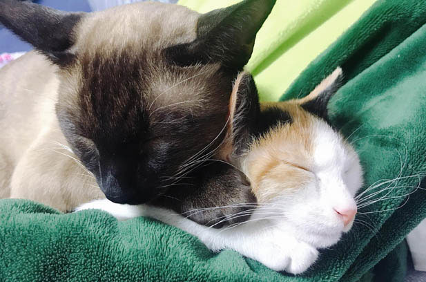 My Beloved Siamese: Fourteen Years of Unwavering Devotion