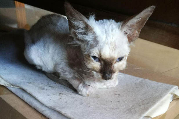 My Quirky Siamese: From Tiny Kitten to Adorable “Furry Pig”