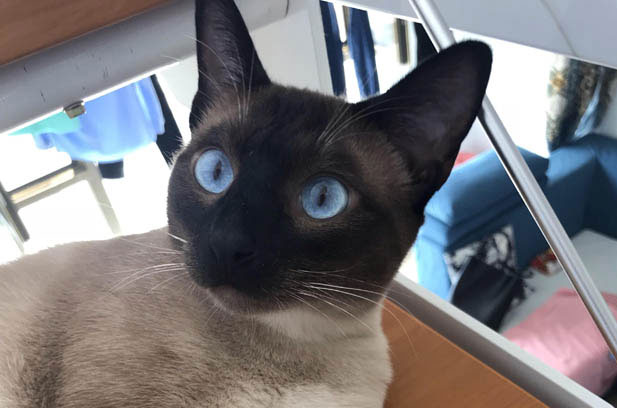 The Underdog Cat: My Beloved Misfit