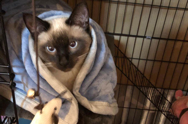 My Unexpected Siamese Adventure: From Strangers to Soulmates