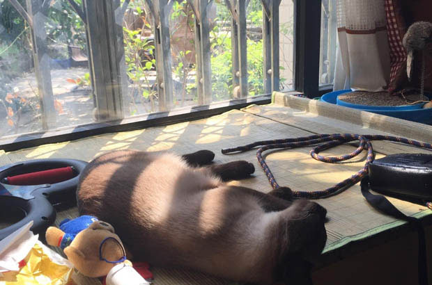 The Fiery Spirit and Tender Heart of Siamese Cats: A Comprehensive Look at Their Personality and Care