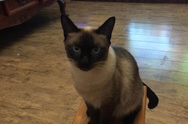 My Siamese: A Bond Woven by Fate and Trust