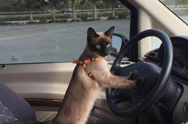 My Adorable Siamese: Growing Up and Filling My Life with Love