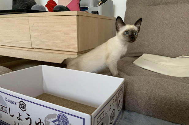 From Skeptic to Devoted: My Journey with Hu Hu, the Carbon-Black Siamese