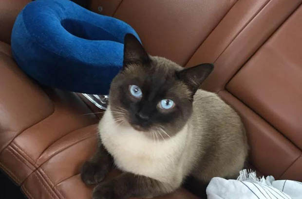 Serendipity in Fur: My Unforgettable Red Point Siamese