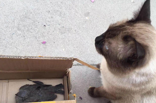 Mimi: My Siamese Anchor in a Hectic World