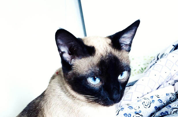 My Fierce Feline Warrior: From Snow White to Soot Prince