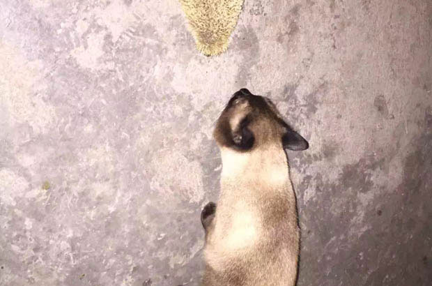A Saga of Siamese Love: From Rescue to Legacy