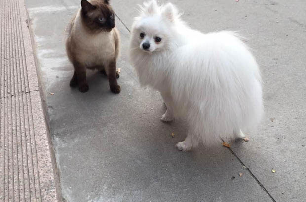 The Allure of the Ebony-Faced Enchantress: My Love Affair with Siamese Cats