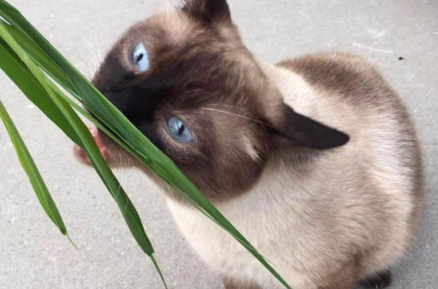 The Unconditional Love of My Resilient Siamese