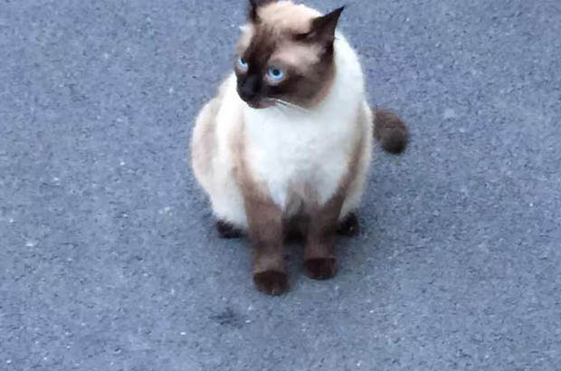 The Allure of Siamese Cats: Why They Steal Hearts Worldwide