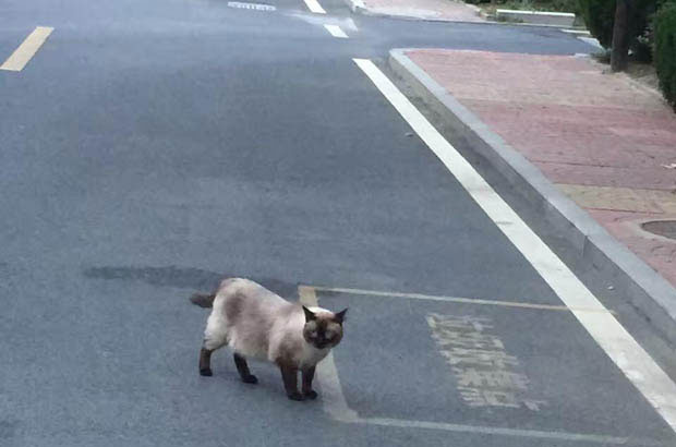 The Allure of Siamese Cats: Why They Steal Hearts Worldwide