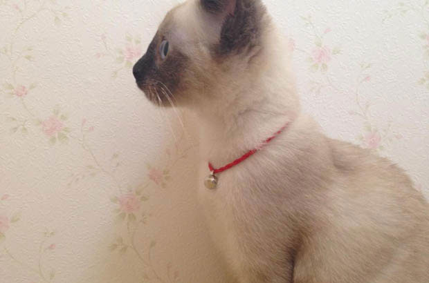 My Tiger-Striped Siamese: The Perfect Blend of Feline Grace and Canine Devotion