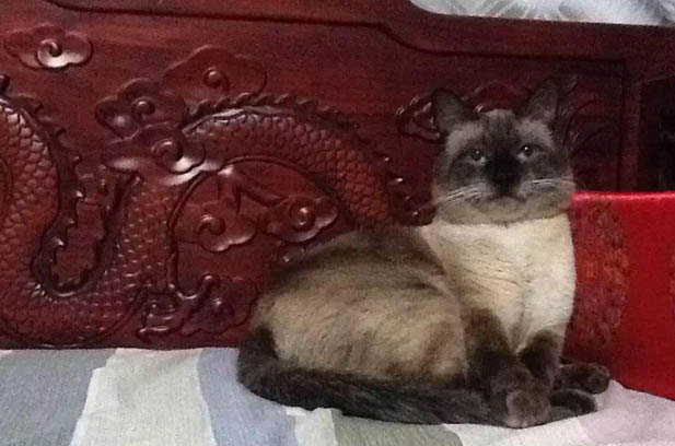 Maoxian: The Chaotic Yet Adorable Bundle of Fur