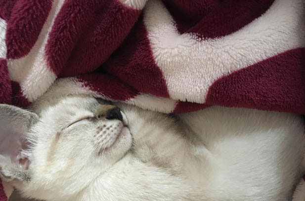 The Brilliant Bond: My Siamese “Puppy” and His Feline Sister