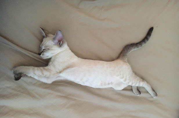 The Perfect Blend: Why My Siamese Cat is the Canine-Cat Hybrid of My Dreams
