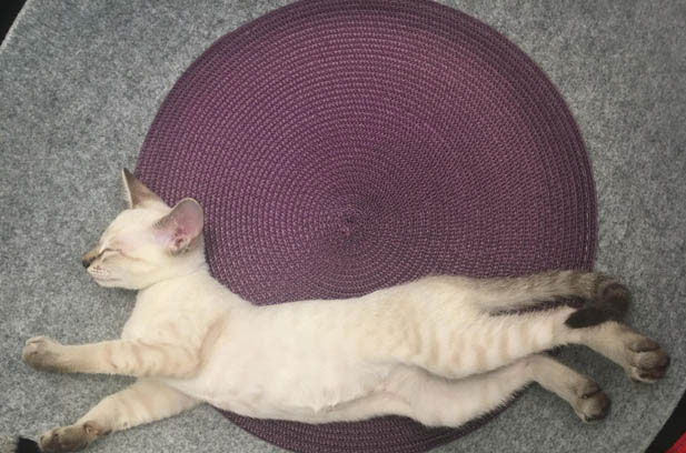 My Beloved Siamese: A Vision of Perfection in My Eyes