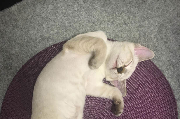 Happy: The Perfect Siamese Cat Who Steals Hearts