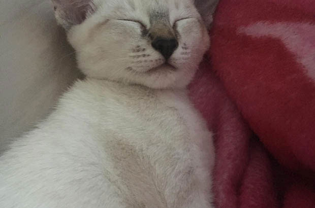 Double the Love: My Chaotic, Adorable Siamese Duo