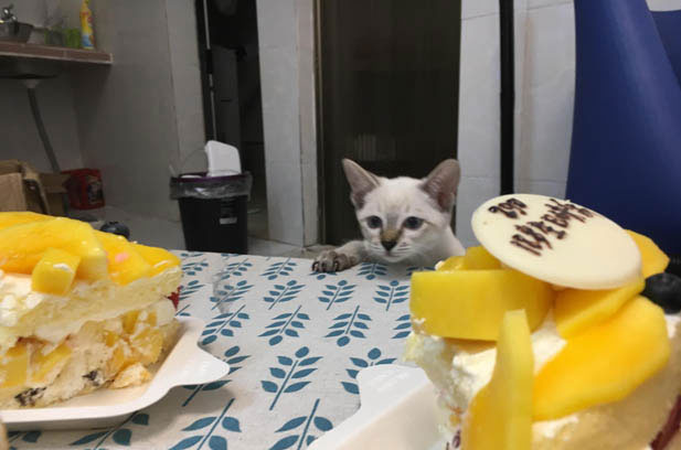 Babu: My Three-Month-Old Siamese Troublemaker with a Heart of Gold